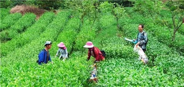 关于百里杜鹃: “夏秋茶”迎来丰收 助力群众再增收的相关内容