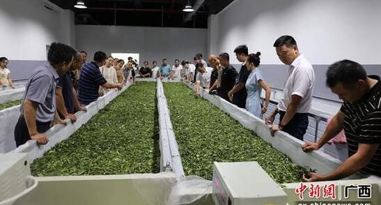 关于粤桂协作科技特派员助力金秀茶产业提质升级的新闻(2)