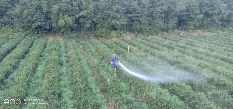 有关于茶园抗旱，持续高温晴热，长沙各茶企抗旱护茶园的新闻(11)