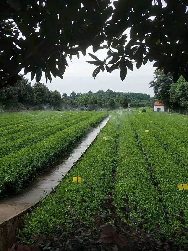 有关于茶园抗旱，持续高温晴热，长沙各茶企抗旱护茶园的新闻(15)