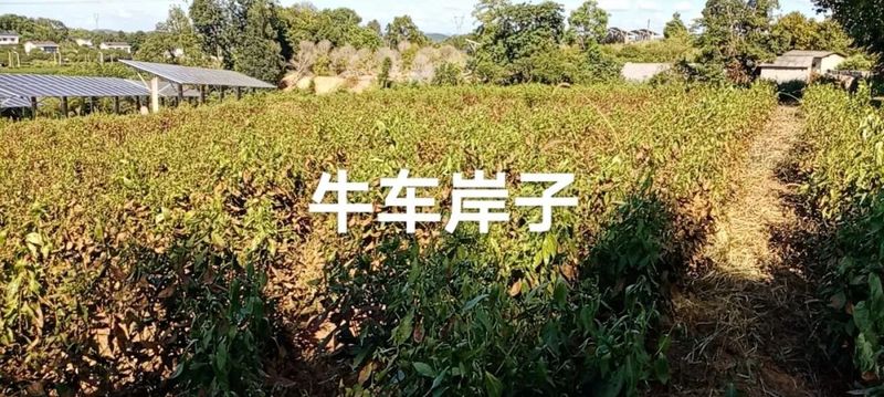 有关于茶园抗旱，持续高温晴热，长沙各茶企抗旱护茶园的新闻(2)