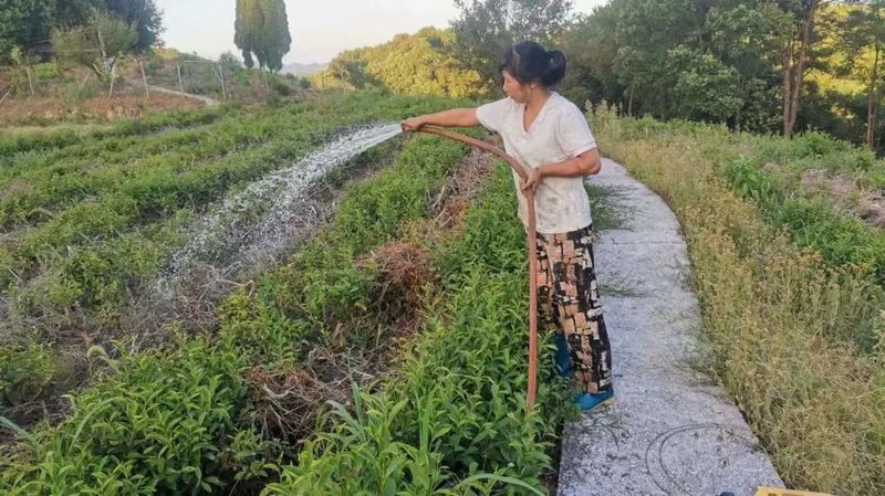 有关于茶园抗旱，持续高温晴热，长沙各茶企抗旱护茶园的新闻(10)
