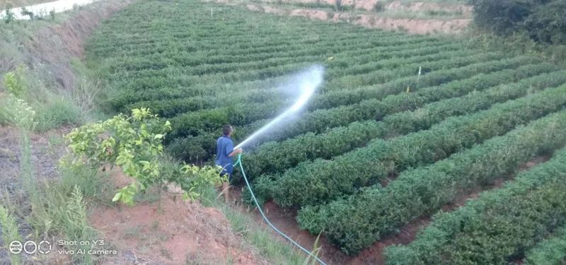有关于茶园抗旱，持续高温晴热，长沙各茶企抗旱护茶园的新闻(12)