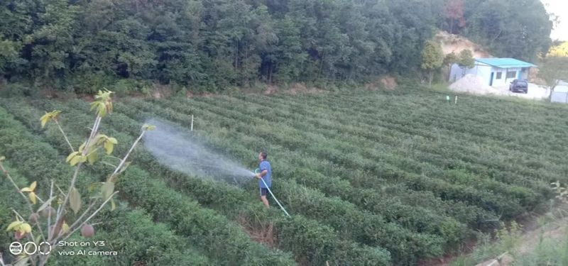 有关于茶园抗旱，持续高温晴热，长沙各茶企抗旱护茶园的新闻(13)