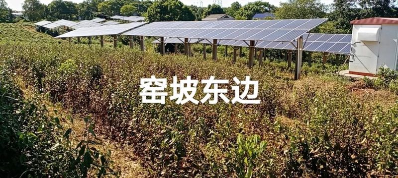 有关于茶园抗旱，持续高温晴热，长沙各茶企抗旱护茶园的新闻(1)