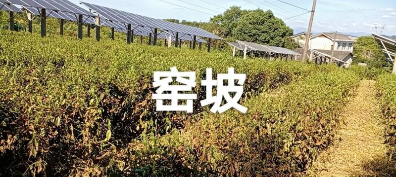 有关于茶园抗旱，持续高温晴热，长沙各茶企抗旱护茶园的新闻