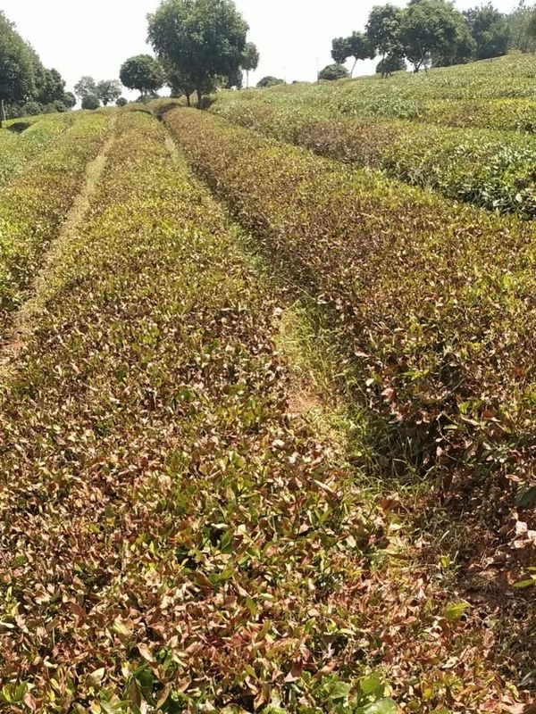 有关于茶园抗旱，持续高温晴热，长沙各茶企抗旱护茶园的新闻(3)
