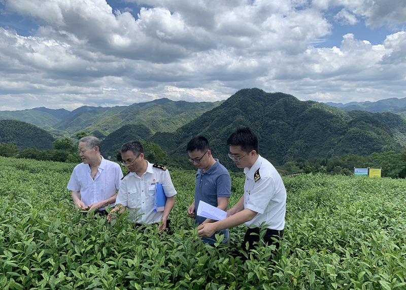 有关于小茶叶为“三农”发展注入大活力的相关内容