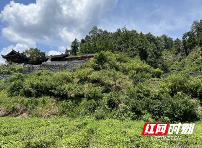 关于保靖县应对高温干旱 专家为茶农支招的内容