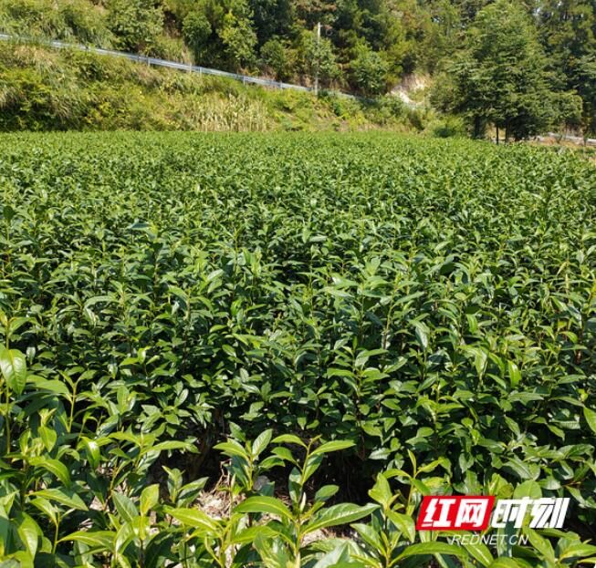 关于保靖县应对高温干旱 专家为茶农支招的内容(3)