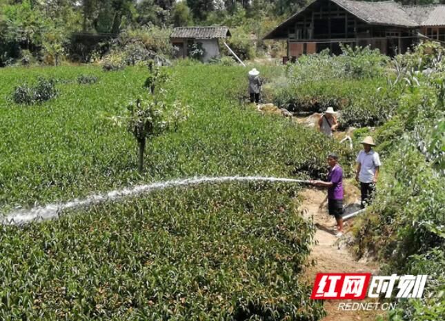 关于保靖县应对高温干旱 专家为茶农支招的内容(1)
