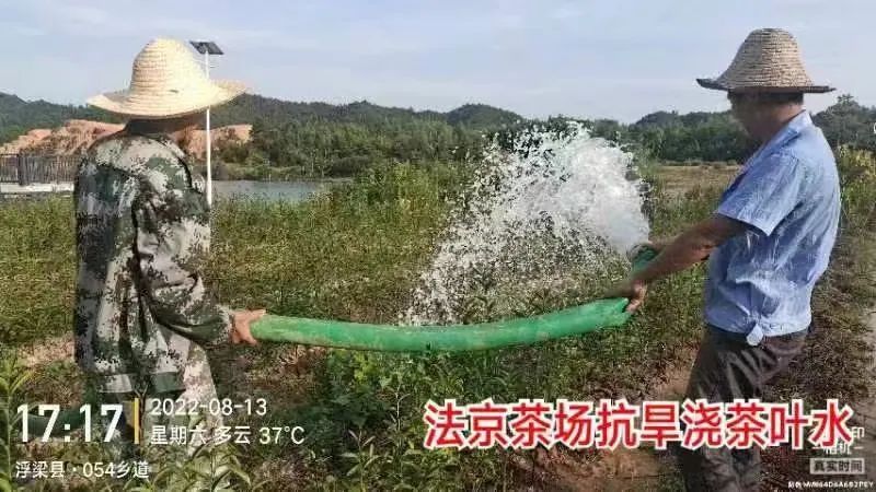 有关于面对”烤”验，干群合力抗旱护茶园的相关信息(4)