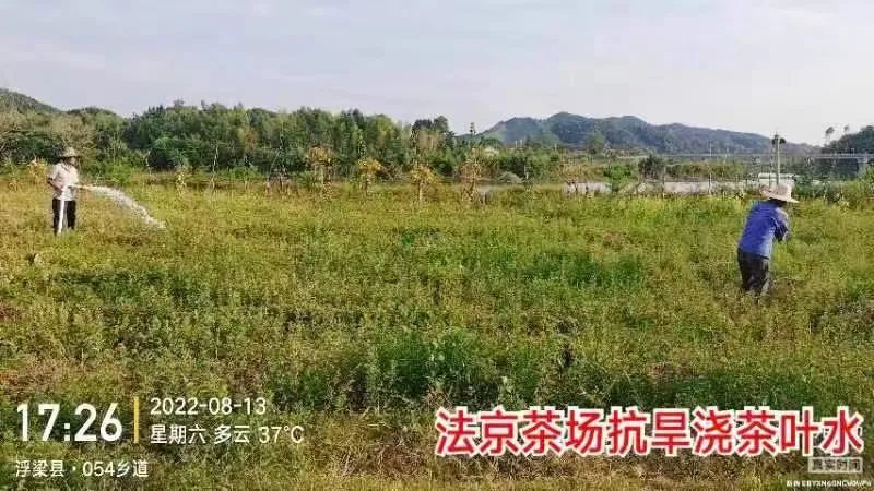 有关于面对”烤”验，干群合力抗旱护茶园的相关信息(2)