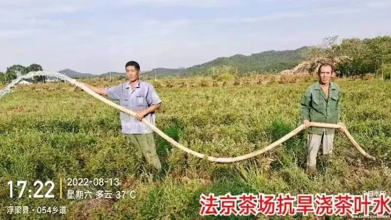 有关于面对”烤”验，干群合力抗旱护茶园的相关信息(3)