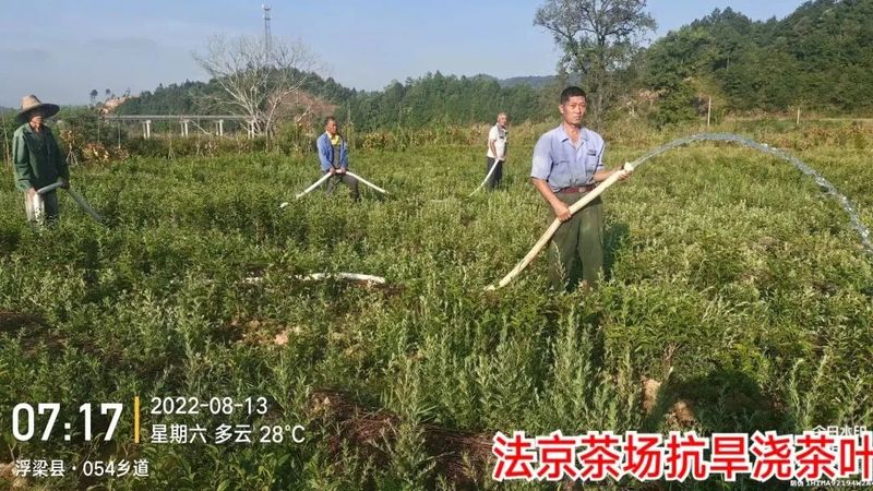 有关于面对”烤”验，干群合力抗旱护茶园的相关信息(1)