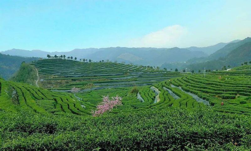 关于达州万源市：一片夏秋茶的“新生”的消息