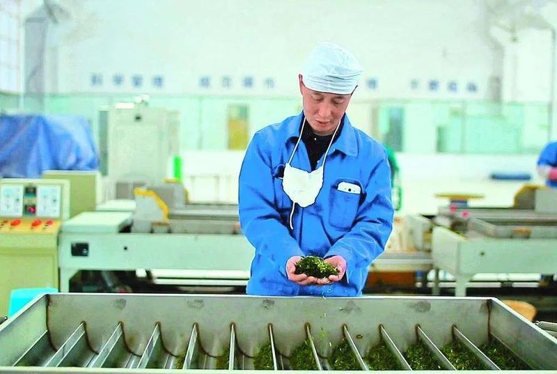 关于达州万源市：一片夏秋茶的“新生”的消息(1)