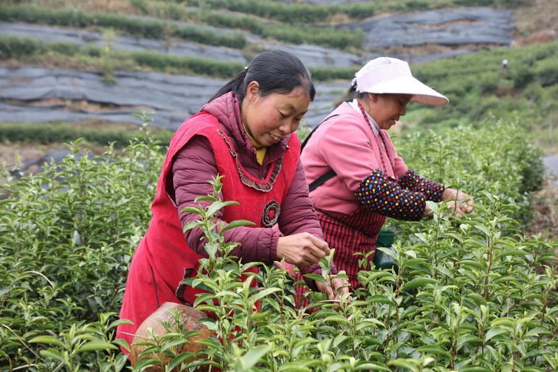 关于达州万源市：一片夏秋茶的“新生”的消息(2)