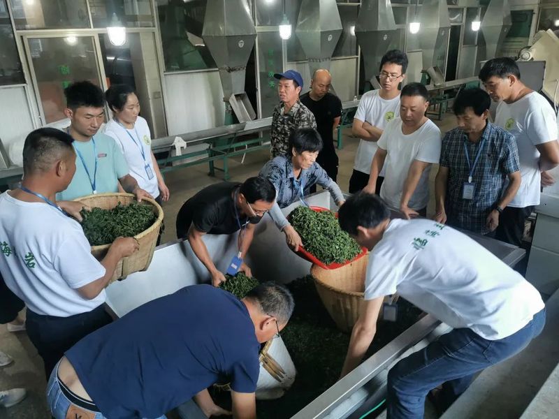 有关于浙江省举办颗粒形优质绿茶专题培训班的资讯(2)