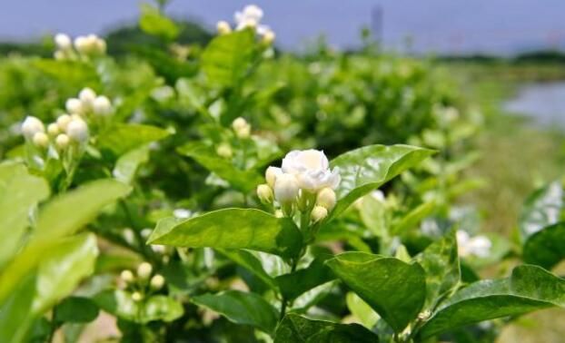 关于”茶商盛会即将开启”“袋泡茶迎来发展期”“安溪铁观音茶文化系统”的相关信息(3)