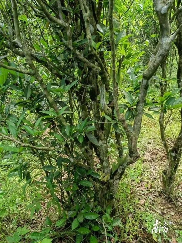 有关于“雄鹰”出战：不输西湖龙井，欲与天下名茶试比高！的新闻(1)