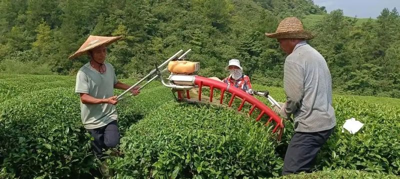 关于印江洋溪镇:提高夏秋茶下树率 助力乡村振兴的消息(1)