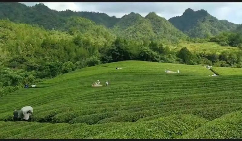 关于印江洋溪镇:提高夏秋茶下树率 助力乡村振兴的消息