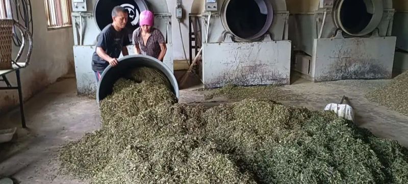 关于印江洋溪镇:提高夏秋茶下树率 助力乡村振兴的消息(2)