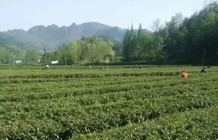 关于汉中第一批生态茶园风采——勉县、宁强、略阳篇的相关信息(11)