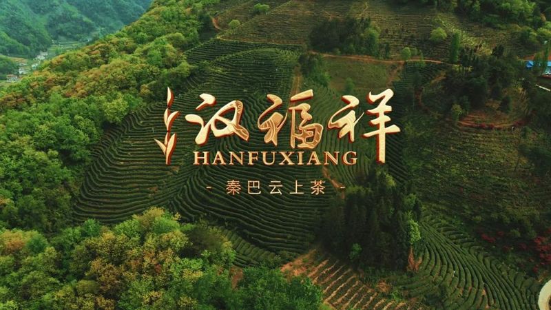 关于汉中第一批生态茶园风采——勉县、宁强、略阳篇的相关信息(6)