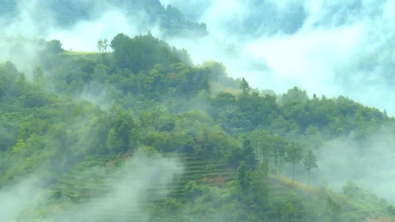 关于汉中第一批生态茶园风采——勉县、宁强、略阳篇的相关信息(8)