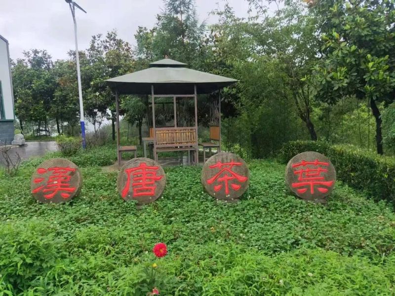 关于汉中第一批生态茶园风采——勉县、宁强、略阳篇的相关信息(1)