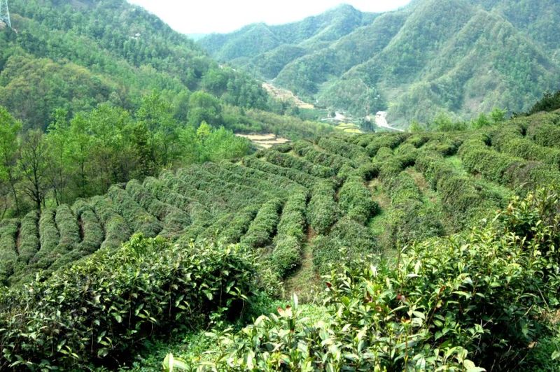 关于汉中第一批生态茶园风采——勉县、宁强、略阳篇的相关信息(16)