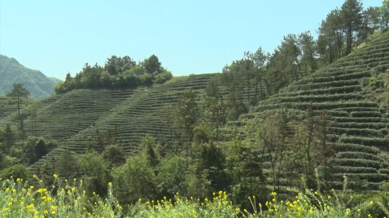 关于汉中第一批生态茶园风采——勉县、宁强、略阳篇的相关信息(9)