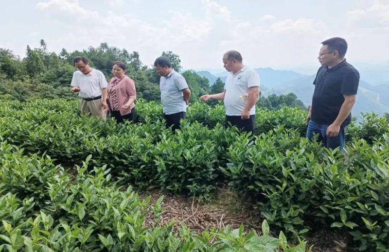 关于省级科技特派员助力黔东南州茶产业高质量发展的最新消息(2)