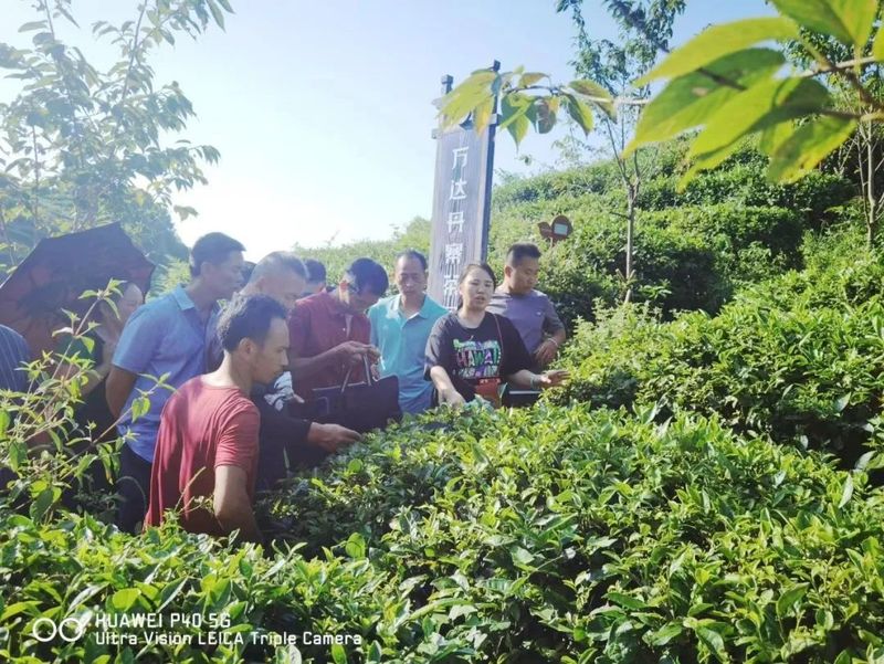 关于省级科技特派员助力黔东南州茶产业高质量发展的最新消息(3)