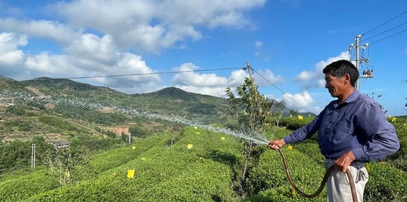 有关于面对“烤”验,茶园抗旱避暑有这些“凉”策→的新闻