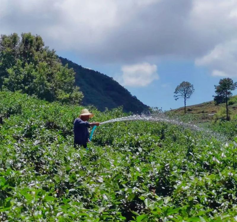 有关于面对“烤”验,茶园抗旱避暑有这些“凉”策→的新闻(2)