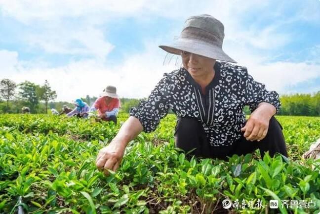 有关于一周速读:传统名茶产区新征程、茶叶批发市场的“中年危机”、“茶产业大脑”建设的相关信息(7)