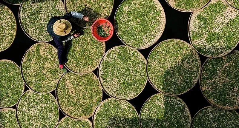 有关于一周速读:传统名茶产区新征程、茶叶批发市场的“中年危机”、“茶产业大脑”建设的相关信息(5)