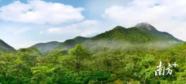 有关于江门台山:让“白云茶”走出去的相关内容