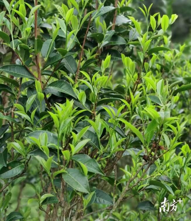 有关于江门台山:让“白云茶”走出去的相关内容(1)
