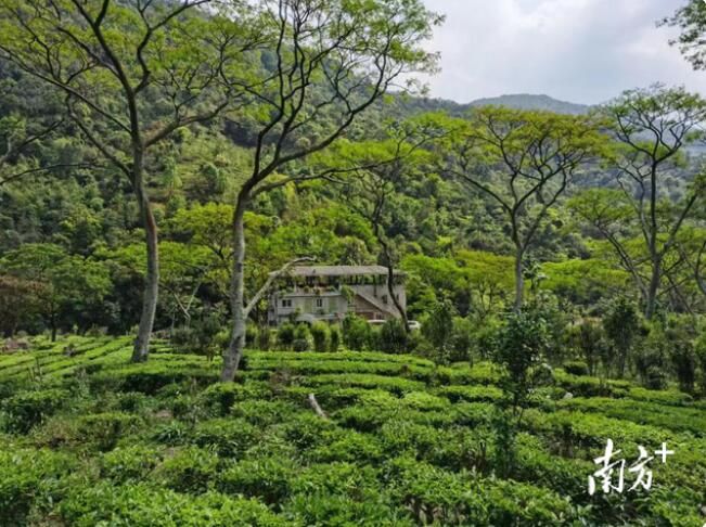 有关于江门台山:让“白云茶”走出去的相关内容(2)