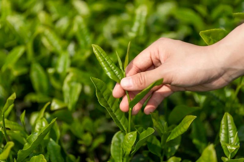 关于湖北茶产品的七大创新趋势的资讯