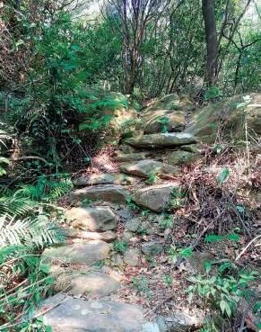 关于江门鹤山:政策护航复兴“鹤山茶”的内容