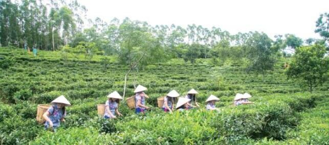 关于江门鹤山:政策护航复兴“鹤山茶”的内容(2)