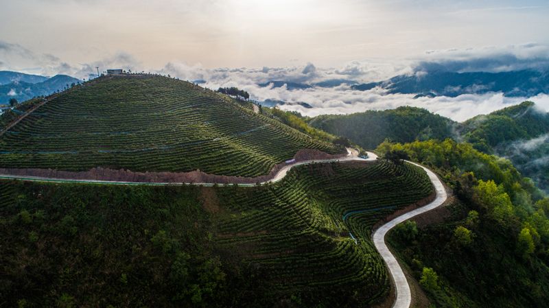 有关于汉中第一批生态茶园风采——城固、镇巴篇的相关信息(6)