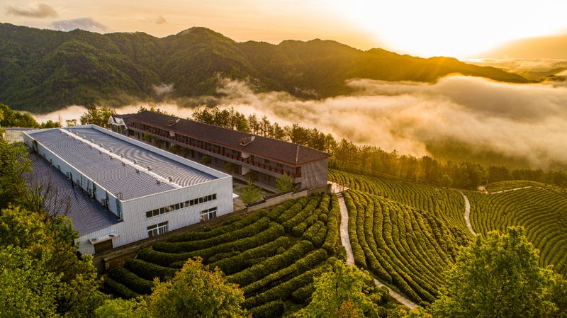 有关于汉中第一批生态茶园风采——城固、镇巴篇的相关信息(5)