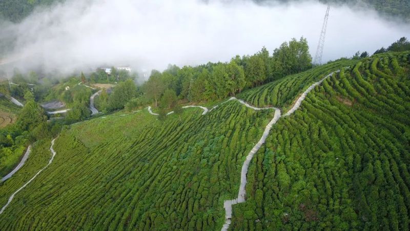 有关于汉中第一批生态茶园风采——城固、镇巴篇的相关信息(14)