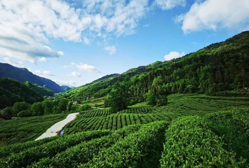 有关于汉中第一批生态茶园风采——城固、镇巴篇的相关信息(12)